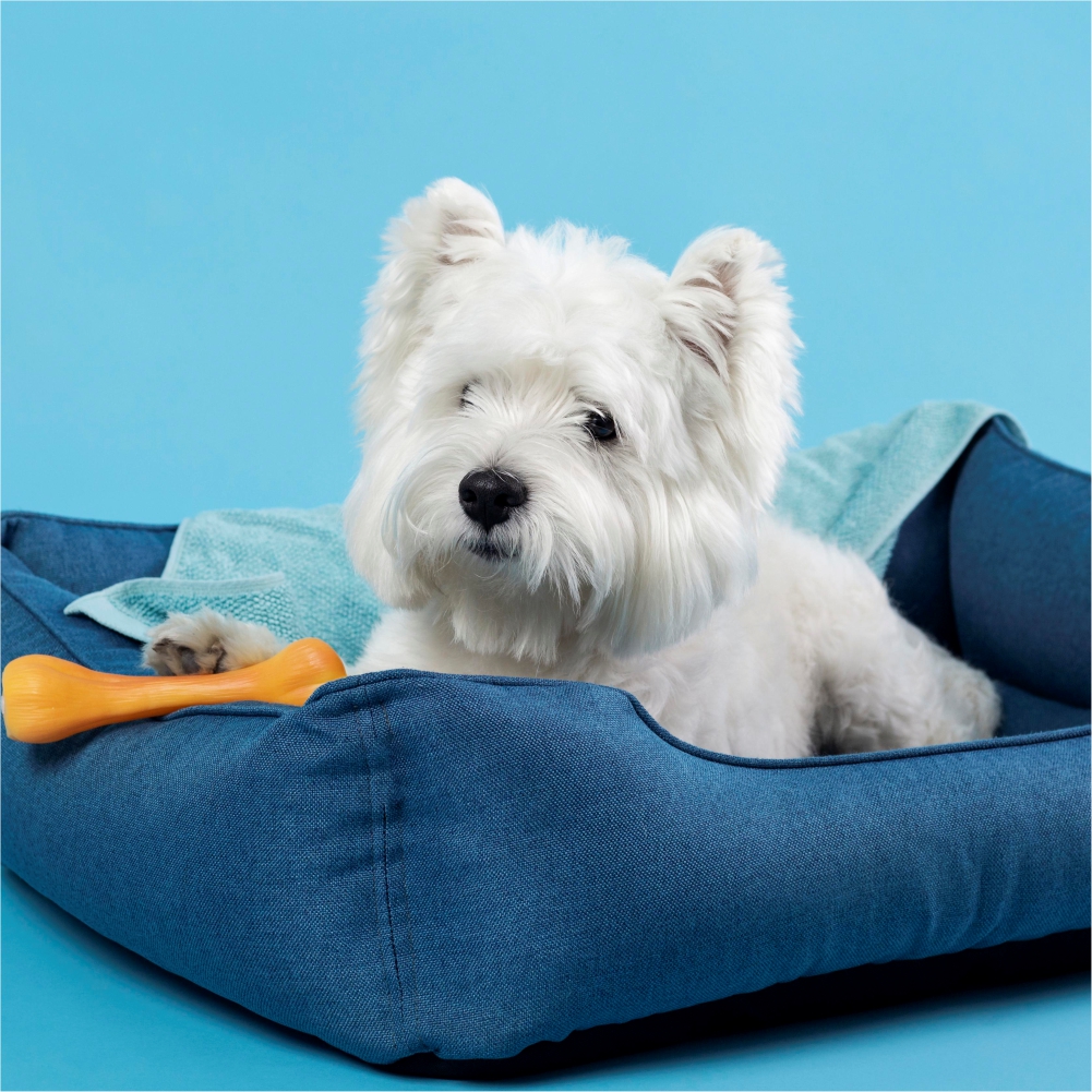 Pet Care