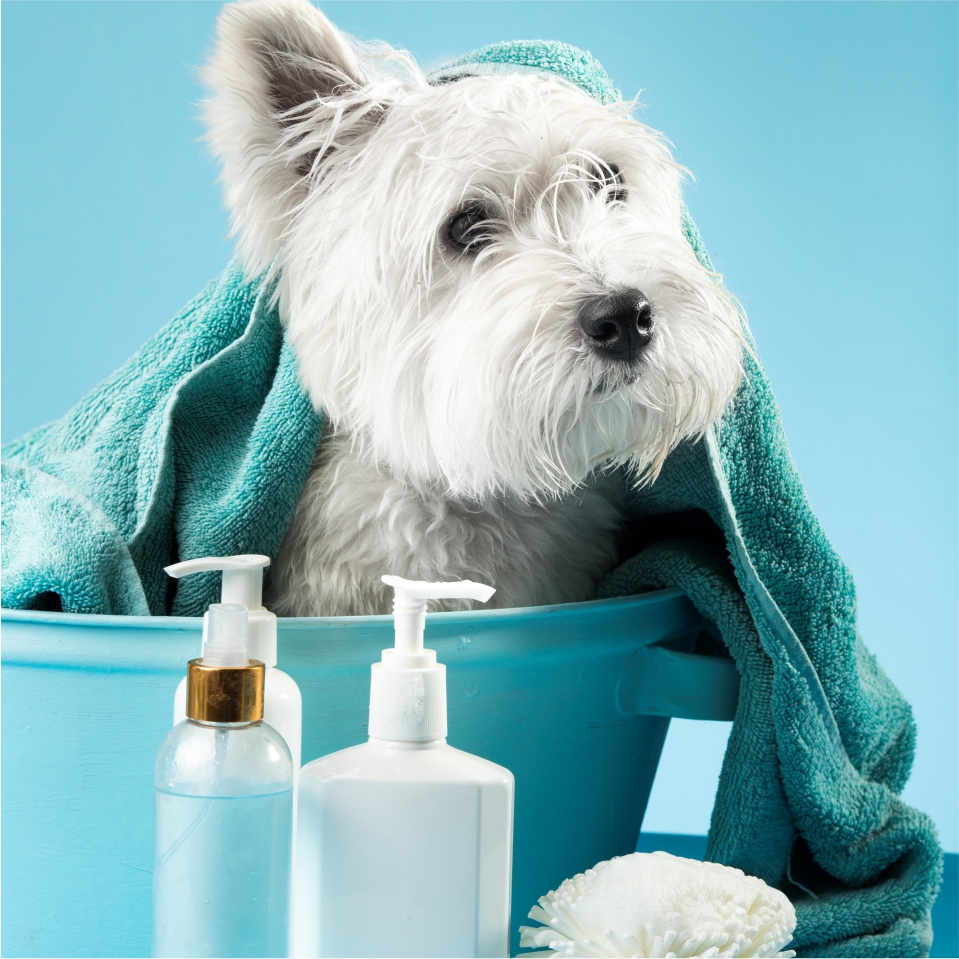 Pet Care